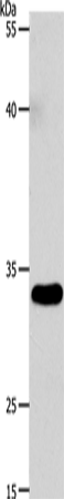 VGLL1