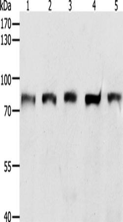 ZNF471