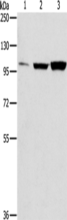 ZNF624