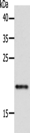 ZNRF1