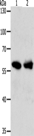 UNC5CL