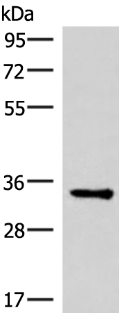 EFNB2(Ab-330)