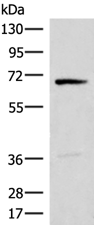 LIMK1(Ab-508)