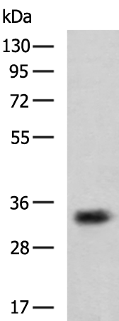STUB1