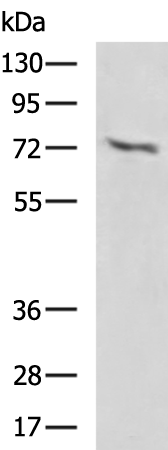 RARS1