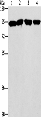 ZBTB10  