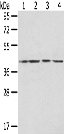 HTR4