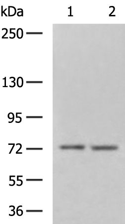 ABCG2