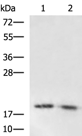 ADM