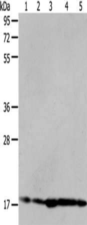 ARF6