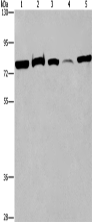 ACVR2A