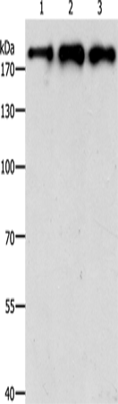 SMARCA4