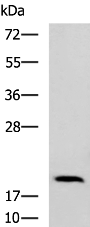 CLEC5A