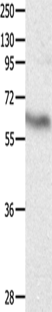 DPYSL4