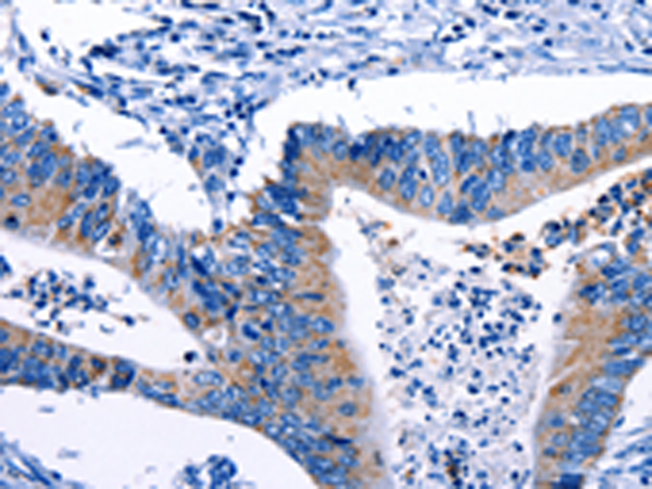 Rabbit Polyclonal Antibody to Gjc3