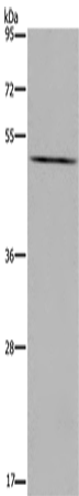 PTGER4