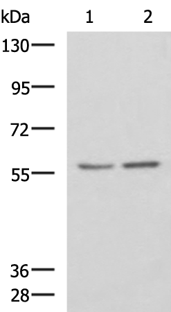 ESR2