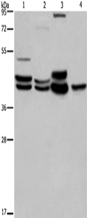 MAPK1/MAPK3