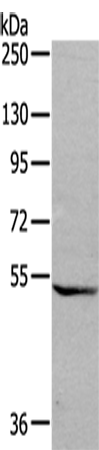 GDF7
