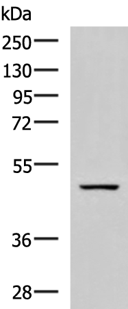 GFRA1