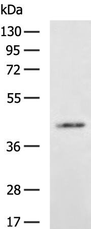 GFRA3