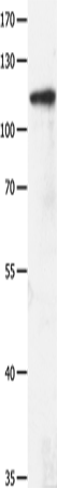 GRM3