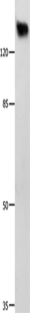 GRM1