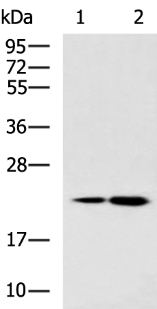 HINT3