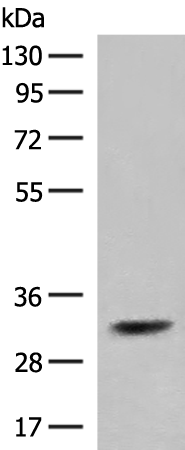IL2RA