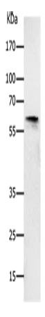 KCNC1