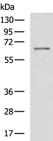 LAG3