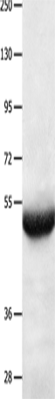 BPIFB3