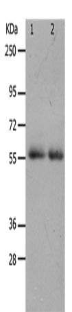 MMP17
