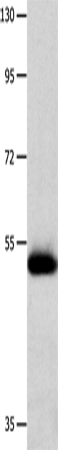 MMP10