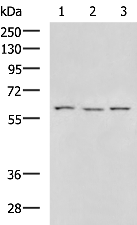 MMP19