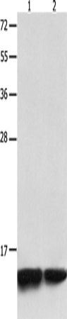 MYL9