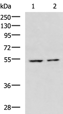 CHRNA1