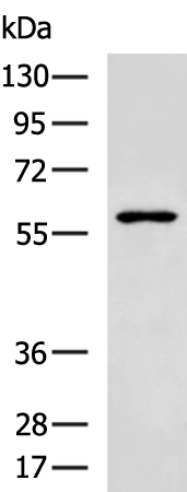 CHRNA3