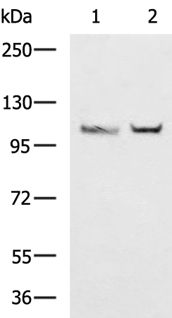 CDH1