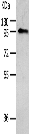 AKAP8