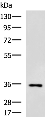 RBFOX3