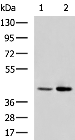 NTSR1