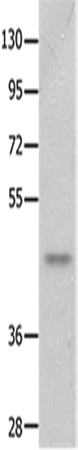 NTSR2