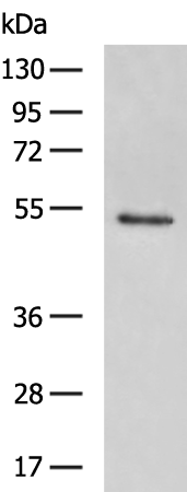 HCRTR2