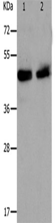 PAWR