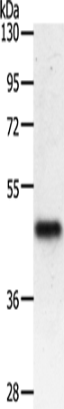 PDK2