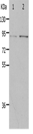PIBF1