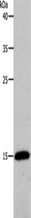 PFN2