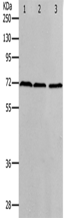 PRMT5