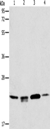 PRDX2